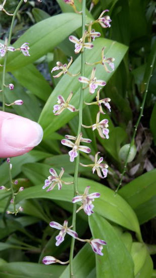Diese ist so winzig klein, ich halte mal meinen Finger zum Vergleich daneben .