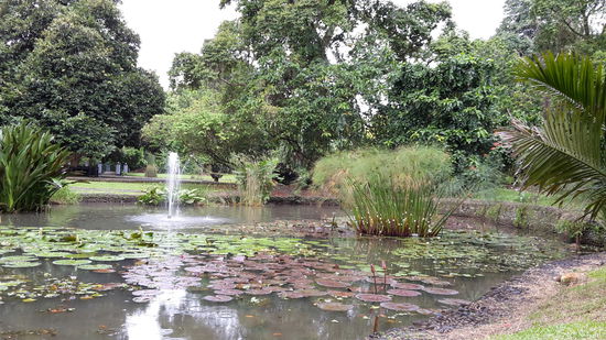 Hier die Anlage mit den WasserPflanzen.