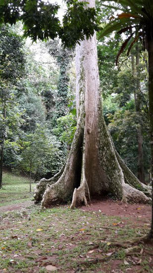 Oder die Riesenbäume. ...