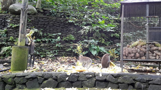 Fütterung im Affenwald von Ubud.