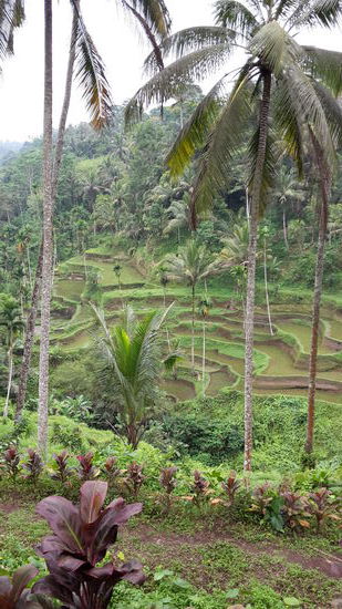 Die berühmten Reisterrassen von Bali!