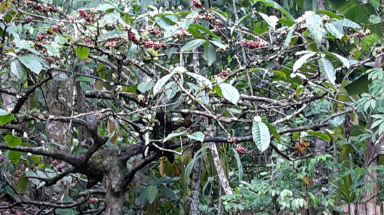 Kaffee Baum mit Früchten.