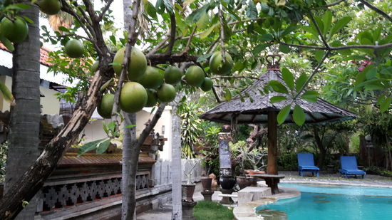 In meiner Gartenanlage wachsen wieder neue Früchte.