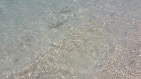 2 kleine Baby Haie! Direkt am Ufer.