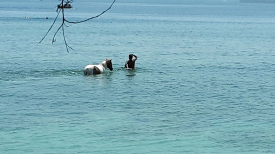 Schnorcheln mit Pferd auf Gili Air.