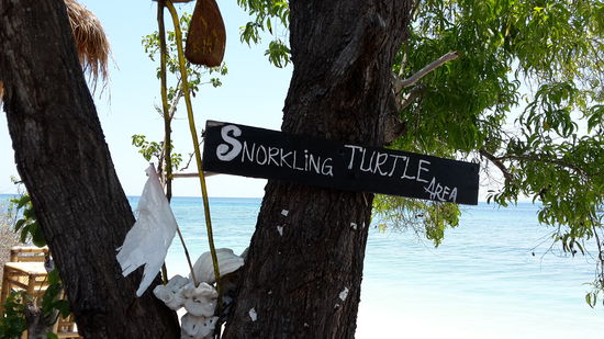 Wo Turtle Area drauf steht, gibt's wirklich welche!