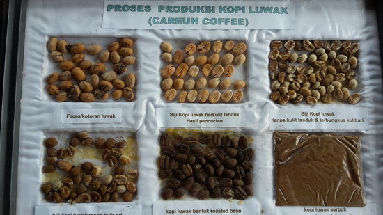 Hier wird der Herstellungsprozess veranschaulicht. So kommt die Bohne aus der Katze, wird gewaschen, gehäutet, getrocknet, geröstet, gemahlen, getrunken.