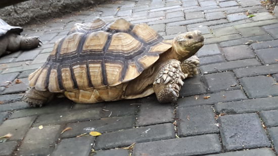 Diese alte Dame läuft frei in einem Gehege, wo du  zum fotografieren rein kannst und weiß genau, wie fotogen sie ist.
