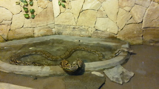 Das Becken der Boa ist groß und ansprechend, ihr Scheint es zu  gefallen.