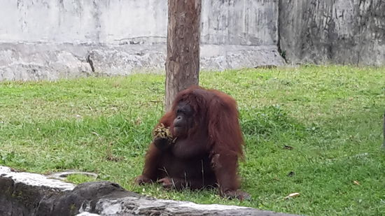 Diese Orang Utang Dame hat lieb gebettelt und erfolgreich.