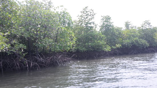 Mangrowenwälder auf dem Weg nach Ko Pha Tong.