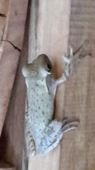 Mein Frosch! Ganz putzig, guckt er meist von oben nach dem rechten.