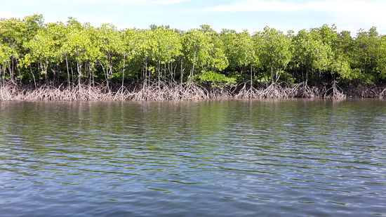 Mangrowenwälder um Kho Phra Tong. Man sieht schon den niedrigen Wasserstand.