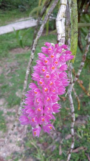 Diese schöne Orchidee wächst am Weg zu meinem Bungalow.