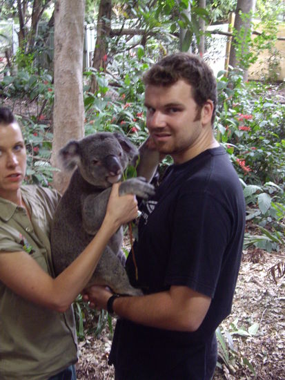 Koala mit Martin