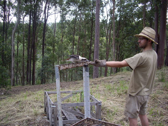 Ich fuettere einen Kokabora