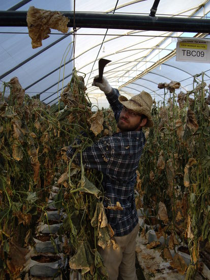 Ich MIT Bart beim Gurken-stauden abschlagen