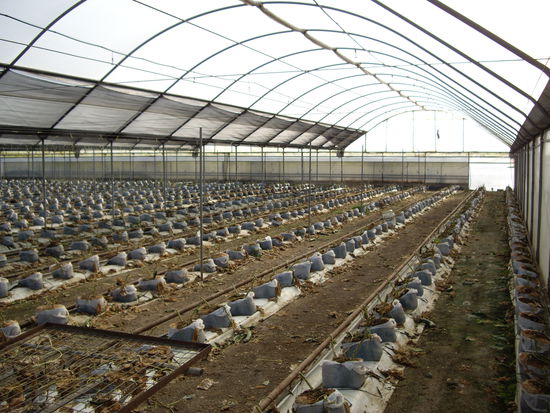 so schauts aus wenn die Stauden abgeschlagen sind und nur noch die alten Saecke stehen