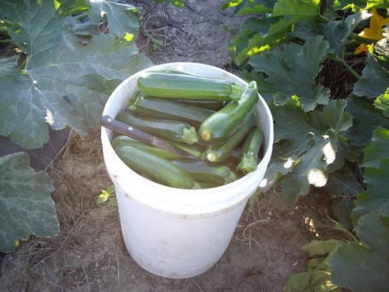 Sorry--> Verdammte Zuchinis im Bucket