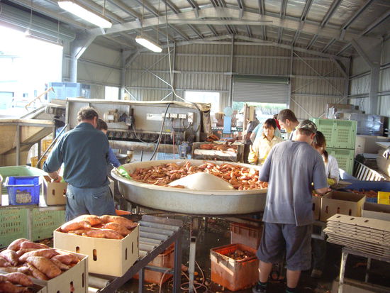 Suees Karoffel Waschmaschine mit Sortier-Tisch