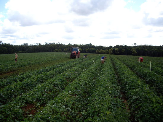 So ein Kartoffelfeld wo man wining machen muss