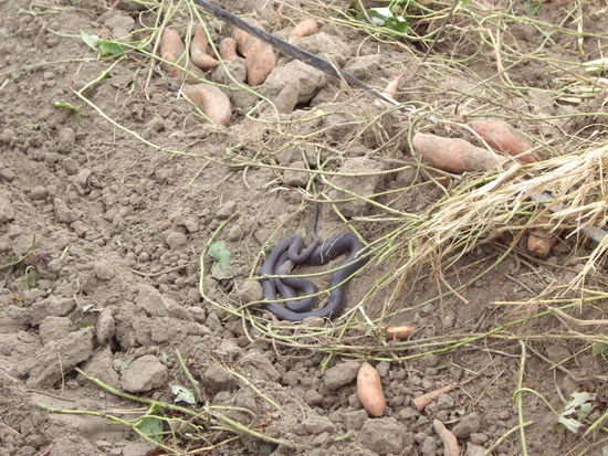 Snake im Kartoffelfeld