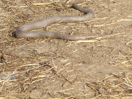 Brown-Snake auf dem Weg, wurde ausnahmsweise nicht getoetet.