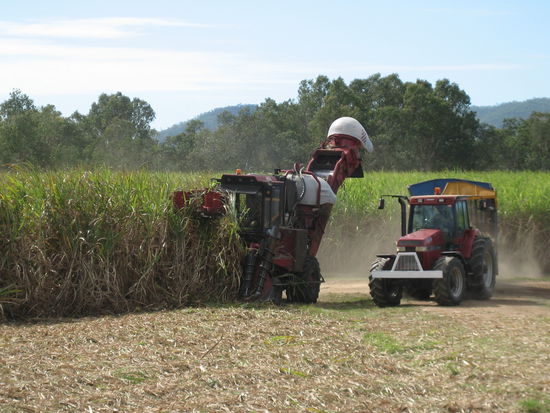 Harvester beim Zucker-rohr ernten