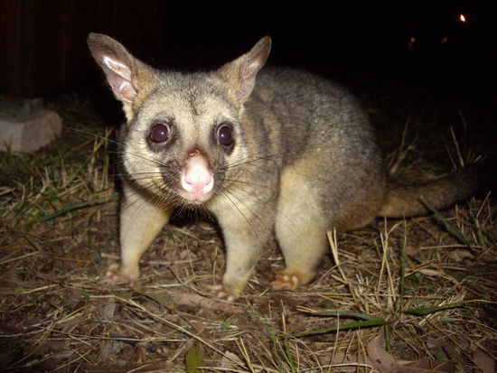 Opossum