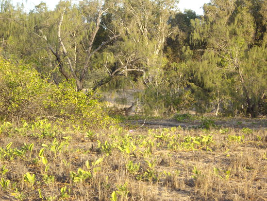 wildes kleines Kaenguruh am Strand-Rand 
na wer findet es???