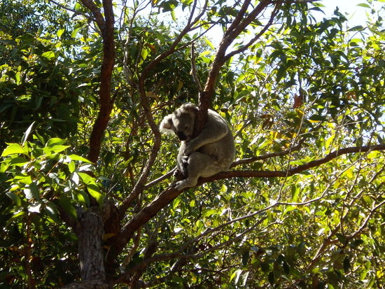Wilder Koala