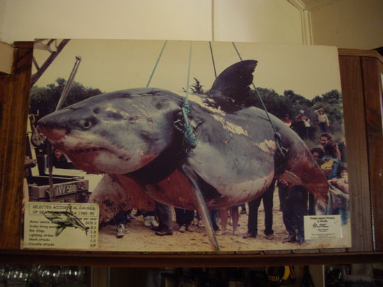 so einem riesigen Burschen will ich ungern begegnen, ich wuerde lieber einen kleineren sehen beim tauchen und fotografieren 