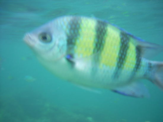 Dieser Fisch schwimmt 20 cm vor meiner Kameralinse, nachdem ich 15 cm zurueckgeschwommen bin.