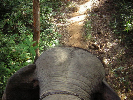 Dumbo von oben.