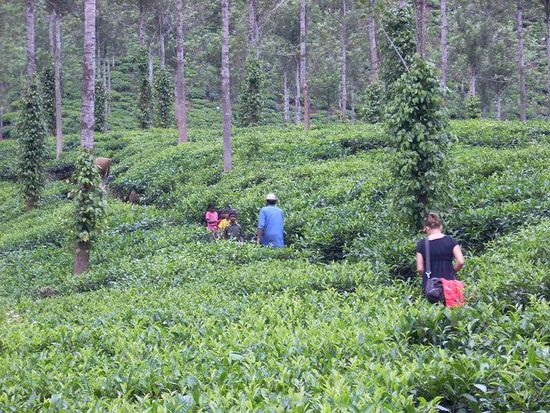 Sparziergang durch Teeplantagen