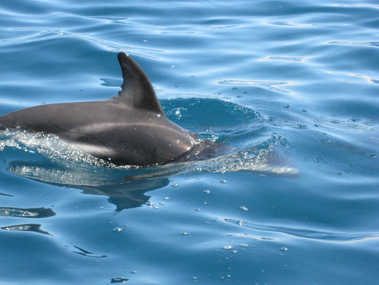 Der Freund aller Kinder