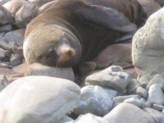 Lieblingsbeschaeftigung der Seehunde: