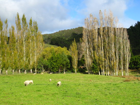 Coromandel Peninsula
