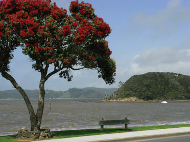 Pohutukawa, der neuseelaendische Weihnachtsbaum