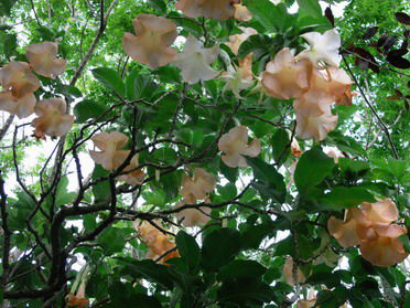 Eine der vielen duftenden Baeume: Datura