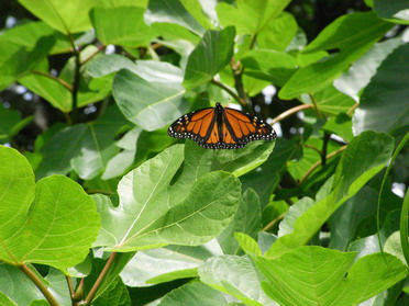 ...was einmal ein Schmetterling werden will