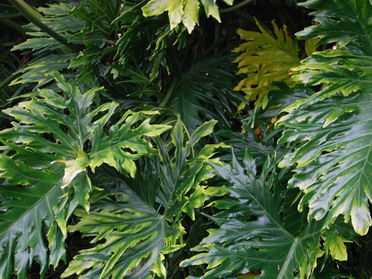 many shades of green