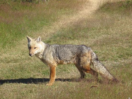 Ein Graufuchs direkt vorm Zelt