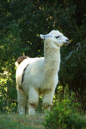 Wir mussten bis auf die Isla Margerita, um unser erstes Alpaca sehen zu koennen.