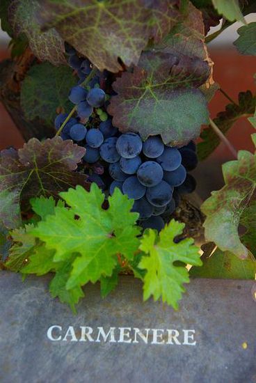 Der Carmenere, den gibts nur in Chile. In Europa wurde er durch die Reblaus ausgerottet
