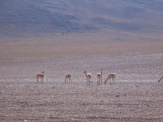 Vicuñas