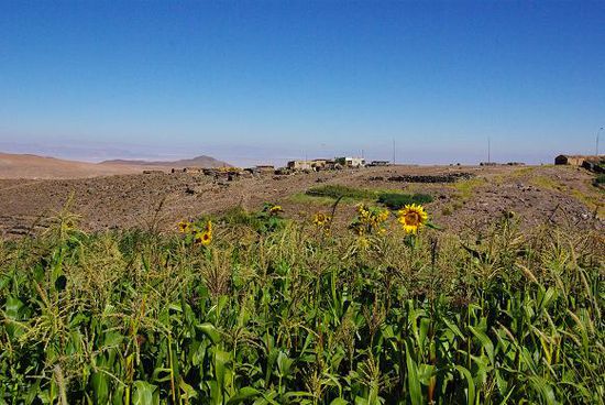 ... mit Sonnenblumen in der Wueste