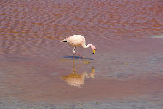 Einer der unzaehligen Flamingos