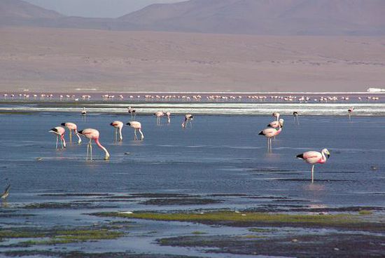Hunderte von Flamingos stehen in der Laguna Colorada