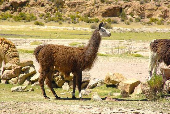 Ein Llama